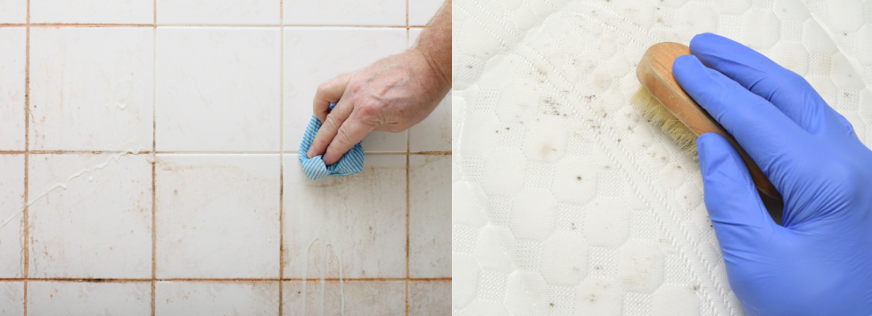 Mould Cleaning